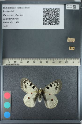 Media type: image;   Entomology 174358
